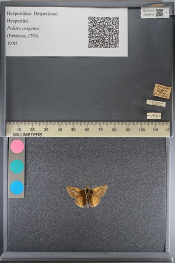 Media type: image;   Entomology 206419